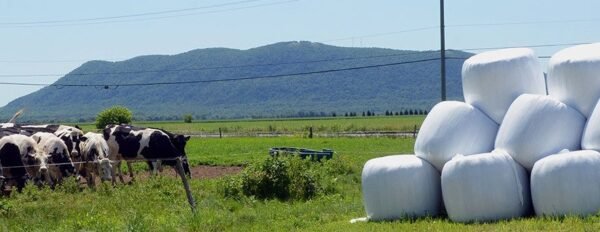 Silage Plastic Wrapping (1)